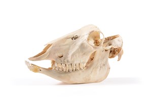 Image description is not available for 1997.1.36